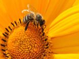 Onze biodiversiteitsdienstverlening